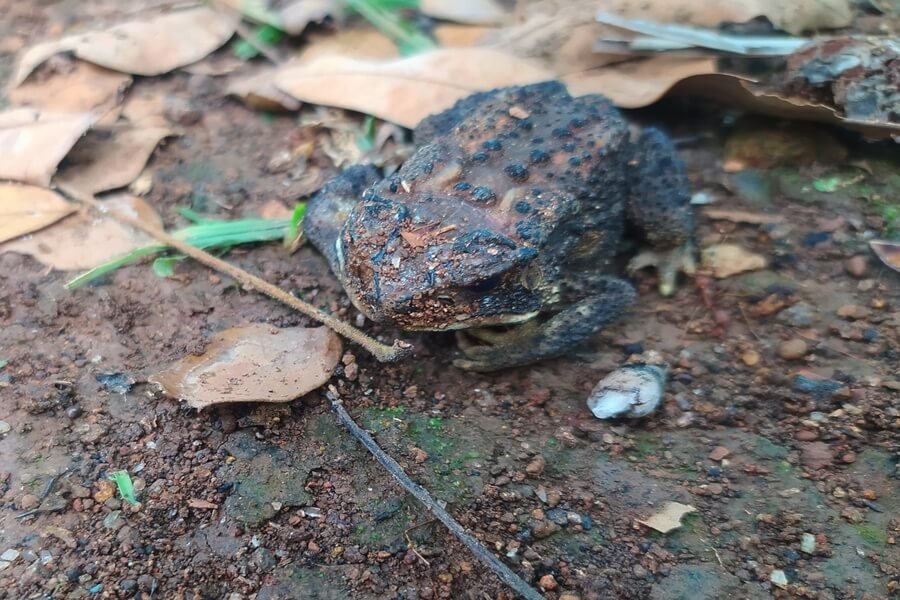 Spiritual Meaning Of A Frog Crossing Your Path