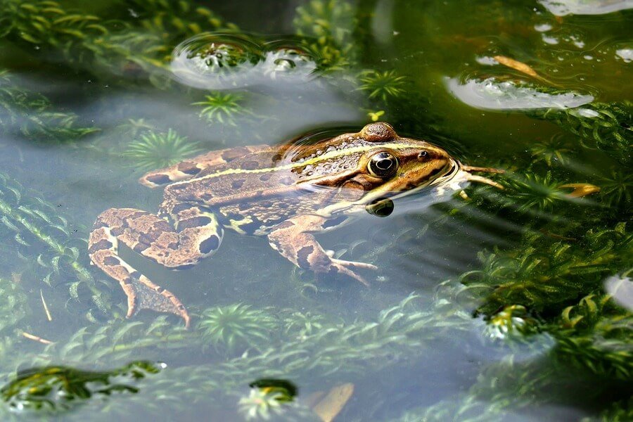 Dream About Toad Visits You