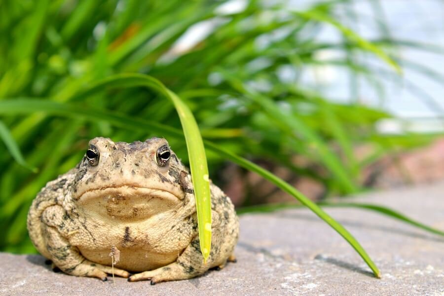 Dream About Toad Visits You