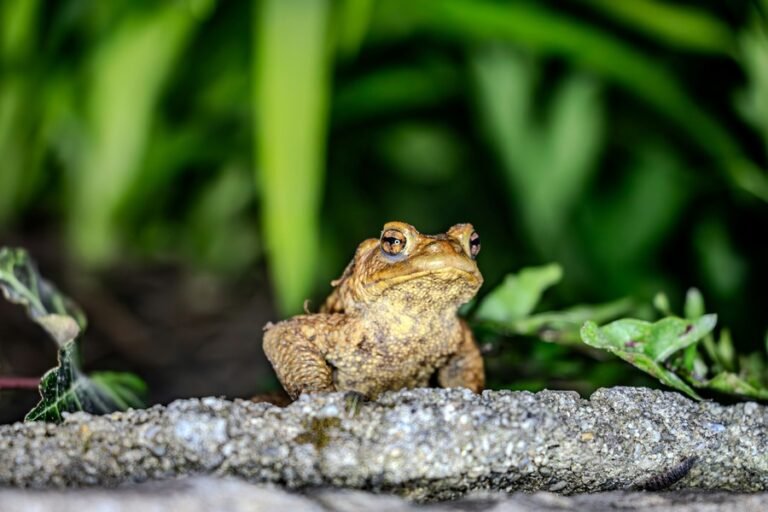 Dream About Toad Visits You