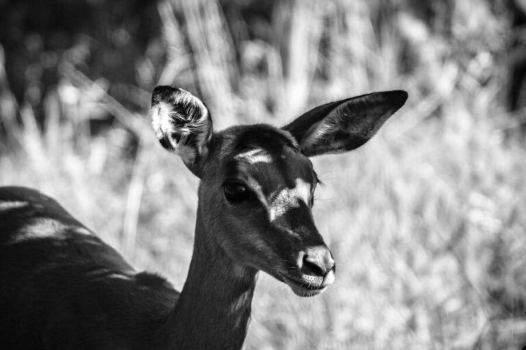 Spiritual Meaning Of Seeing A Black Hearse