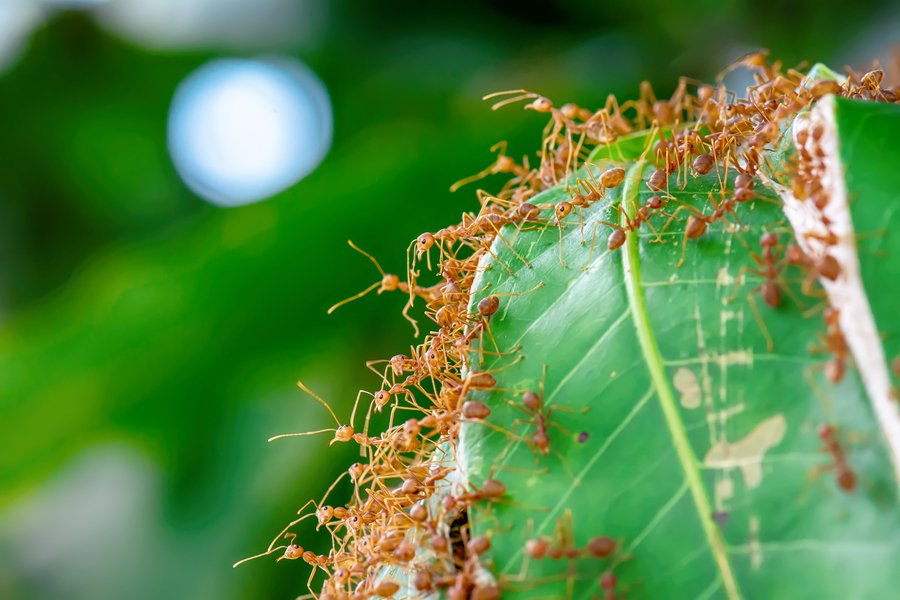 What Does It Mean When You Dream About Ants