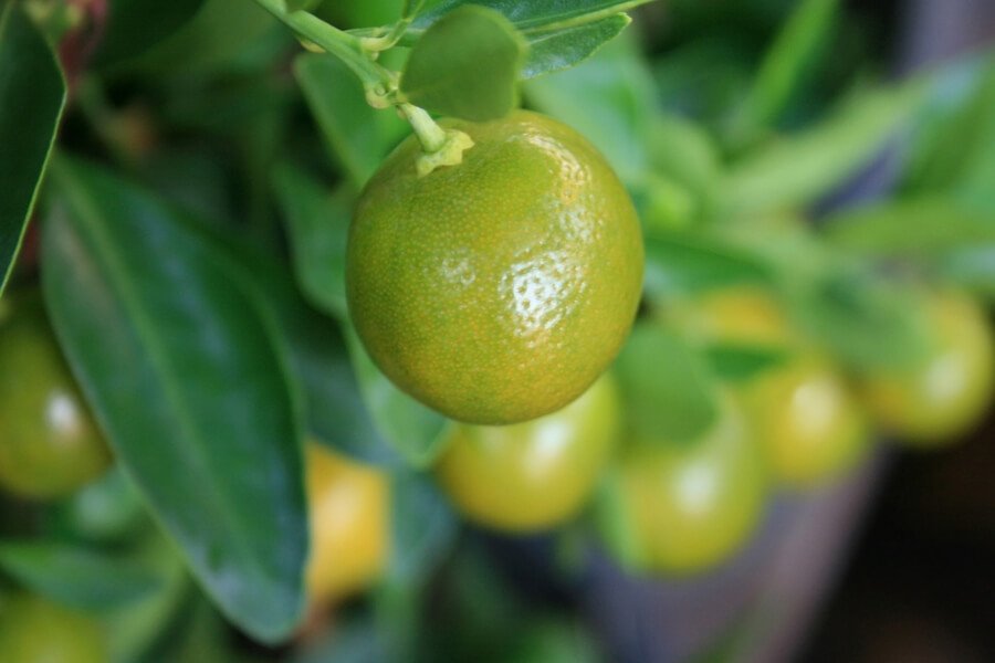 Spiritual Meaning Of Orange Fruit