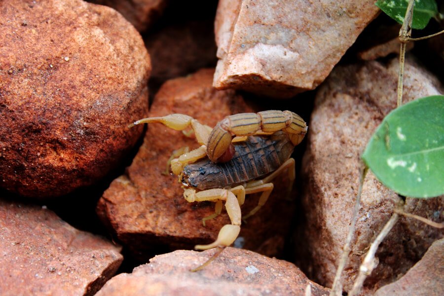 White Scorpion Dream Meaning