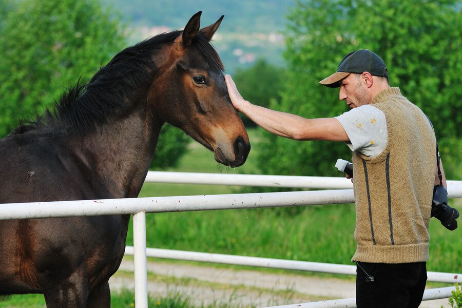 Black Horse In Dreams Meanings