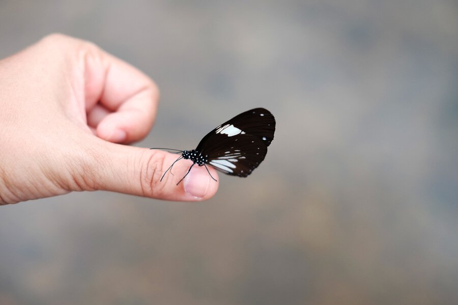 What Does It Mean When A Butterfly Lands On You