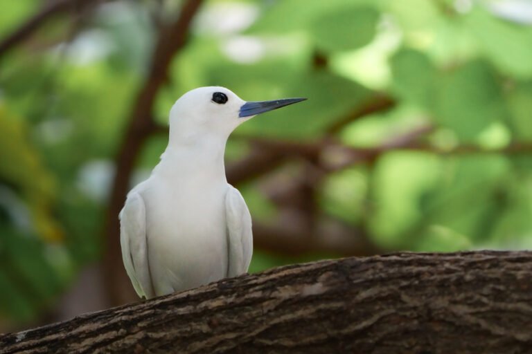 Seeing White Bird Spiritual Meaning