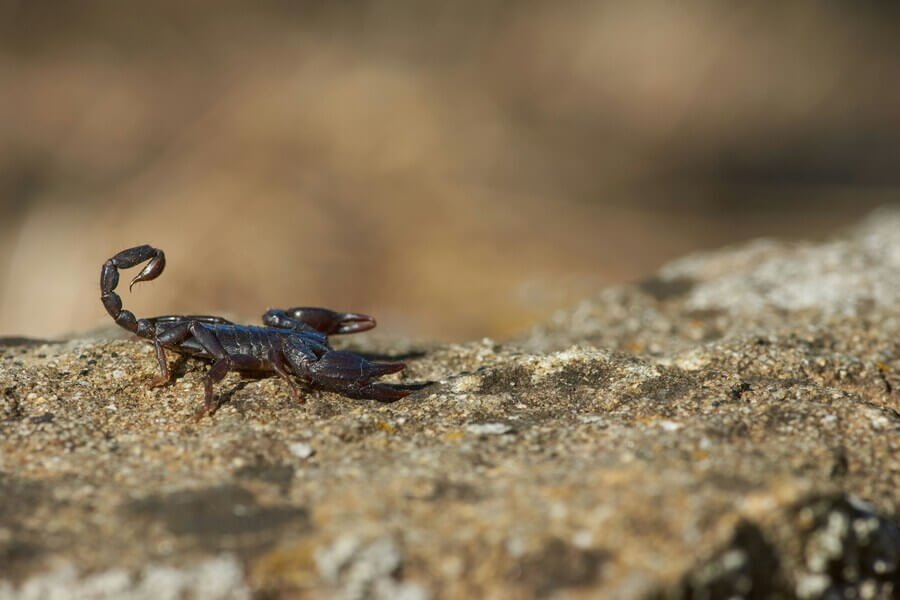 White Scorpion Dream Meaning