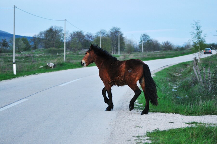 Black Horse In Dreams Meanings