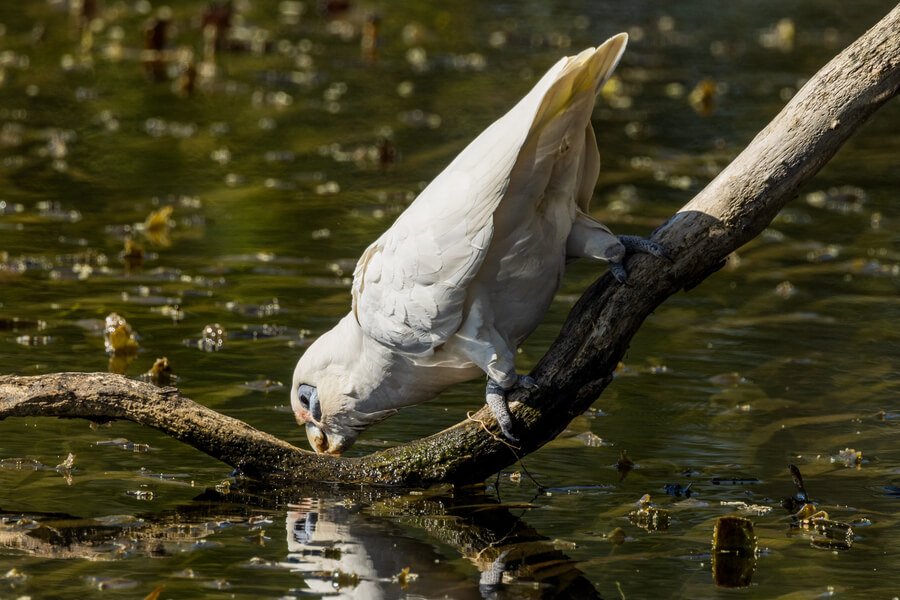 Seeing White Bird Spiritual Meaning